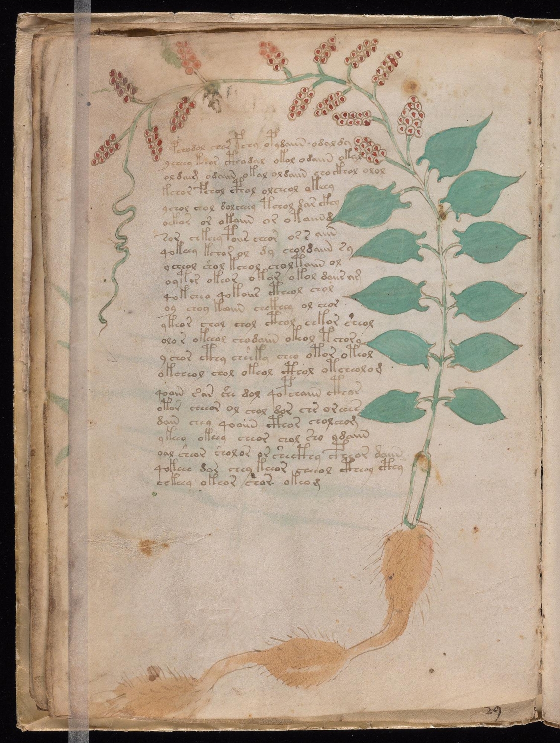 Original manuscript of Folio 17v
